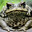 Toad