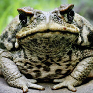 Toad