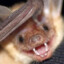 A Fucking Bat