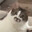 MeownanS