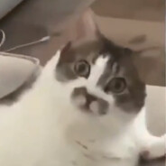 MeownanS