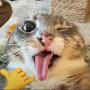 𝖉𝖗𝖆𝖌𝖔𝖓 🐾 avatar