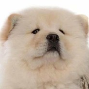 人类最好的朋友