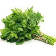 Cilantro