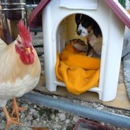 chickenwan
