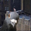 Gołąb &quot;Pigeon&quot;