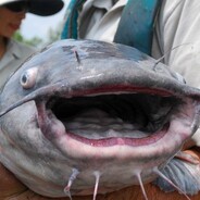JustAFish
