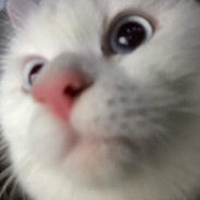 Chimken