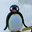 pingu