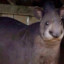 NahDonkey