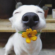 LuckyDog