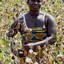 Elite Cotton Picker