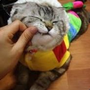 『- Reimudesu™ -』