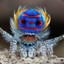 PeaCOCK Spider 7