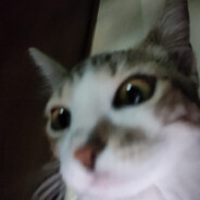 CoeKa1cc avatar