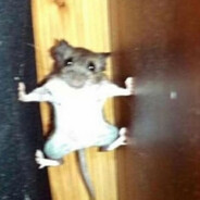 ssensager - steam id 76561198828219410