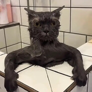 Albert Whiskers