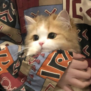 比奇堡狙击手章鱼哥