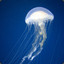 translucent blue jellyfish