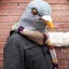 Homme-Pigeon