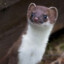 ✪weasel