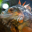 Iguana