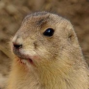 萌萌哒丶土拨鼠