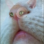 Tormund Giantsbutt - steam id 76561197965108932