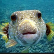 Pufferfish