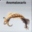 anomaylocaris