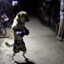 Boxer