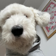 给你一针羊胎素