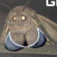 Big Tiddied Goth Moth