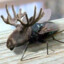 Fly Reindeer