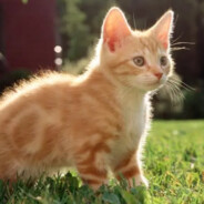 打的好不如排的好