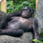 Bodacious Bonobo