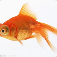 好厉害打不过放过我