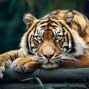 Lazy Tiger