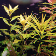 Magiczna Huśtawka ***** ***