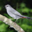 Gray Catbird