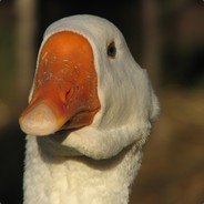 gus