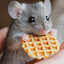 A Cute Little Mouse