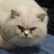 没吃成熊冻死在冬天的马楼