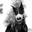 Doberman62