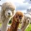 The Infamous Alpaca