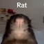 RAT