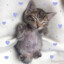 ฅ^•ﻌ•^ฅ