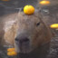 Mr. Capybar