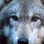 Wulf
