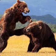 Vladimir the Battle Bear